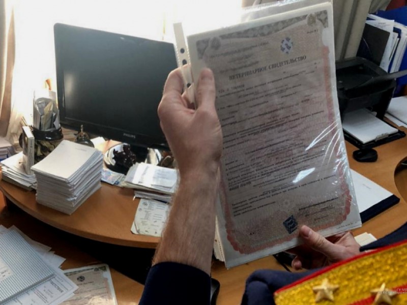 «В магазины ушли десятки партий яиц без проверки»: ветеринар два с лишним года пускал в продажу фермерскую волгоградскую продукцию без проверок