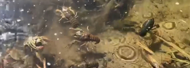 В Волгограде задержаны двое мужчин, промышляющих незаконной торговлей раками