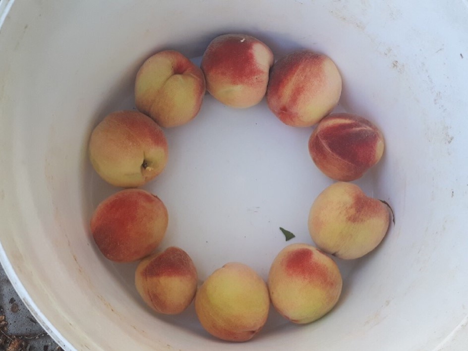 «Нитраты и кишечные палочки»: где нельзя покупать фрукты и овощи в Волгограде