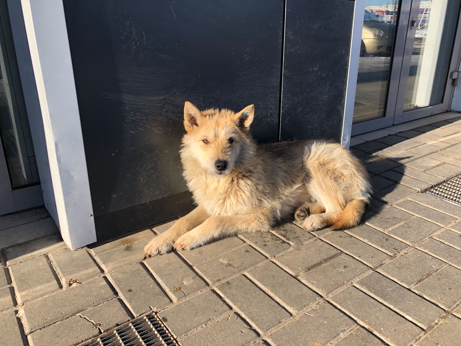 Кинологи рассказали, как избежать нападений бездомных собак в Волгоградской области