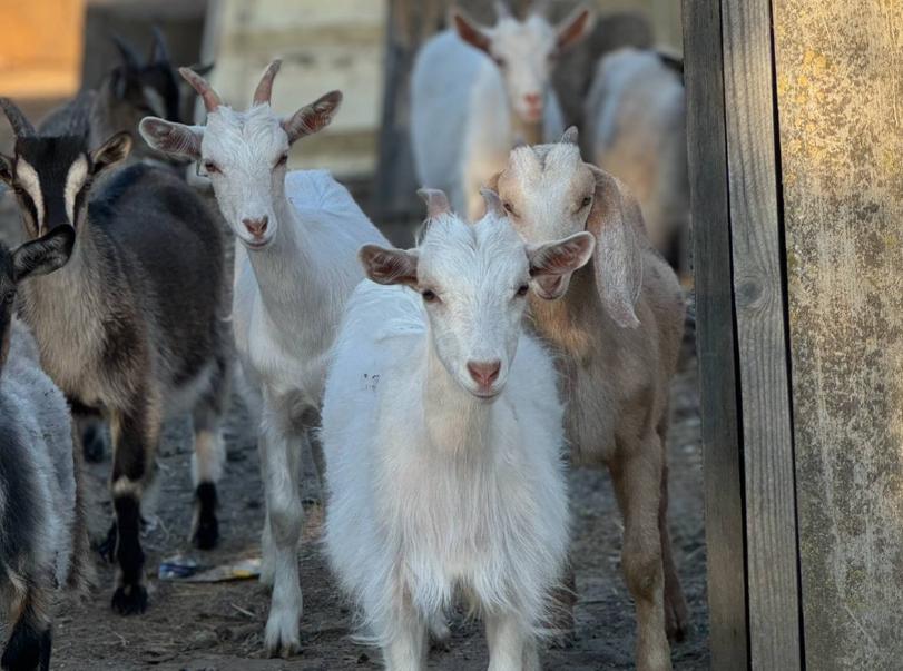 Овца – это звучит гордо, уверены волгоградские чиновники
