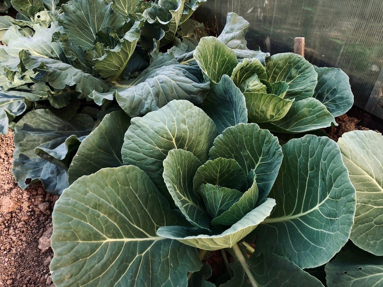 Волгоградцы вымирают чуть-чуть медленнее соседей