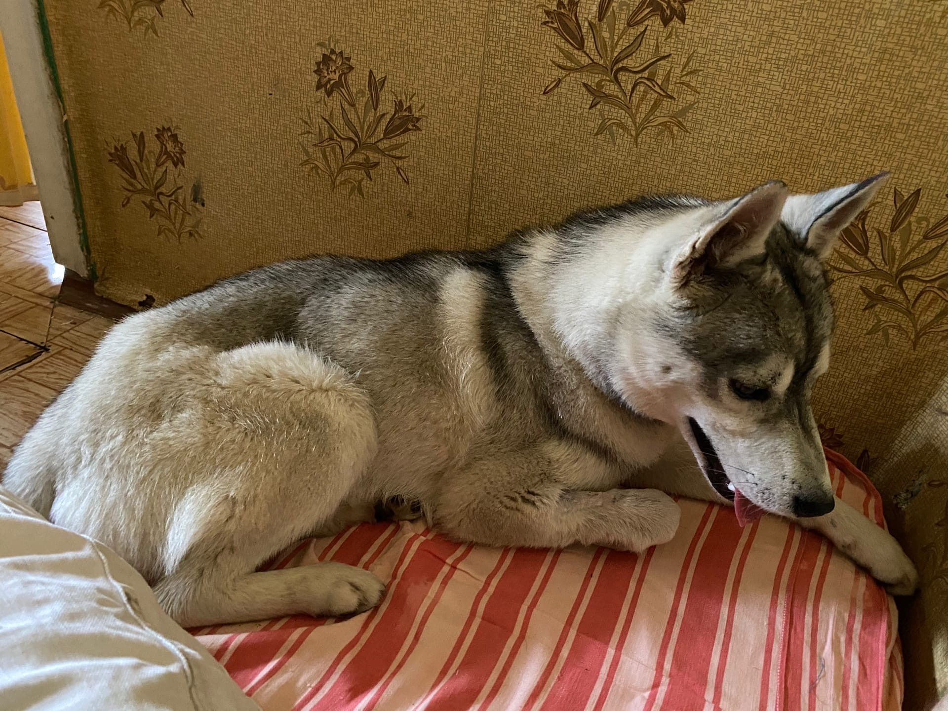 «Цену себе знает»: экс-кандидат в губернаторы Волгоградской области подобрал собаку на улице