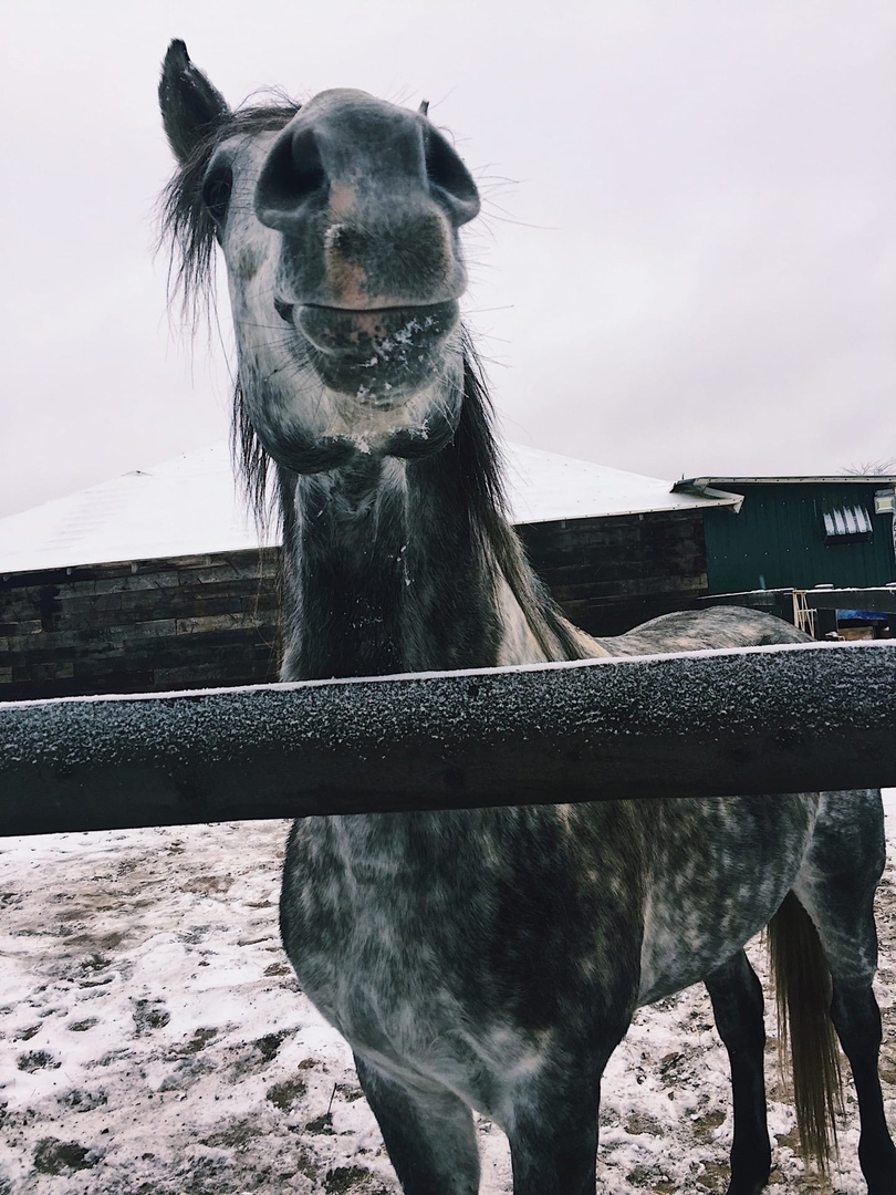 Больше млн рублей потратят на полицейских-жеребцов в Волжском