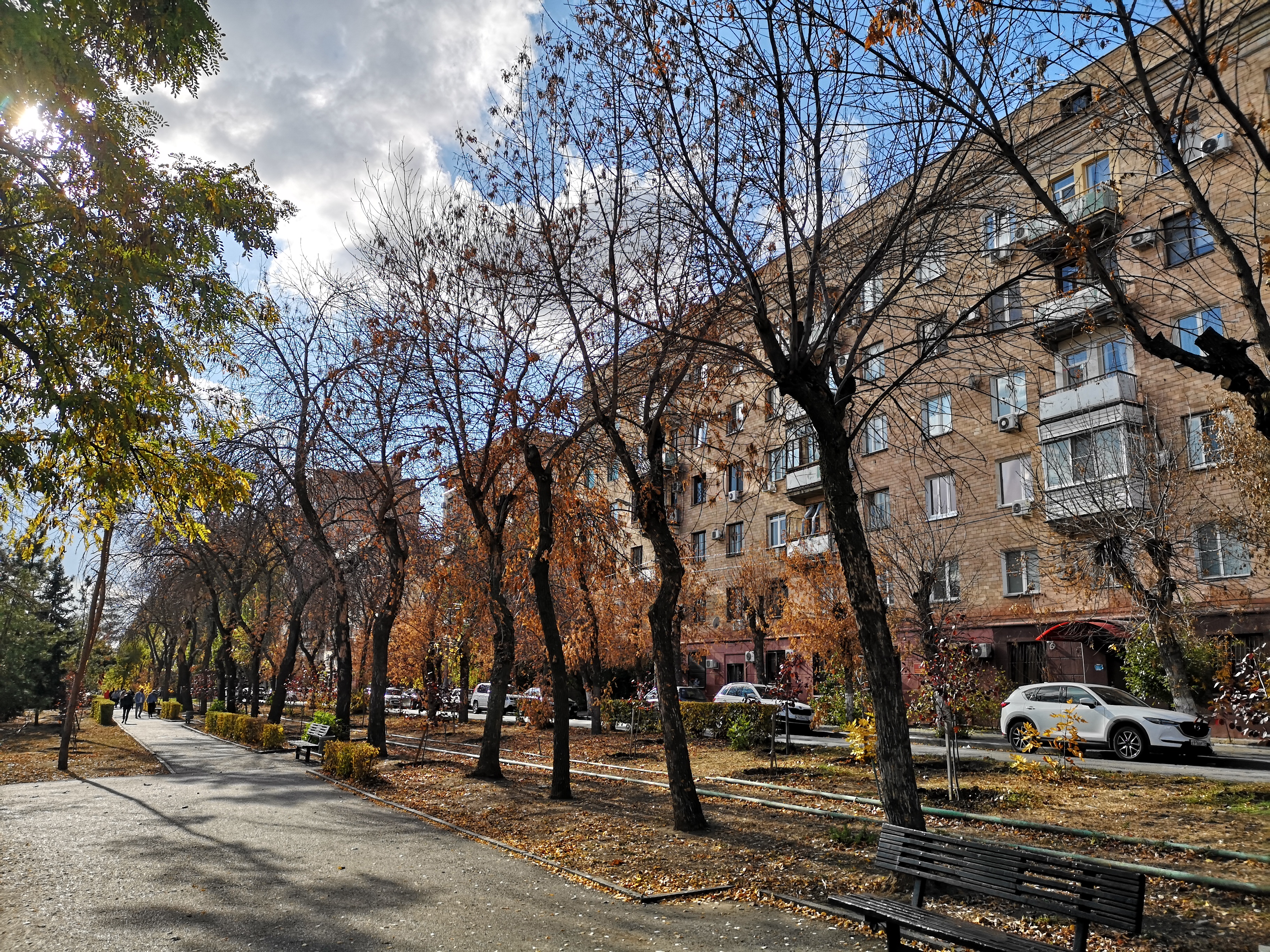 В Центре Волгограда обнаружили опасного лесного вредителя