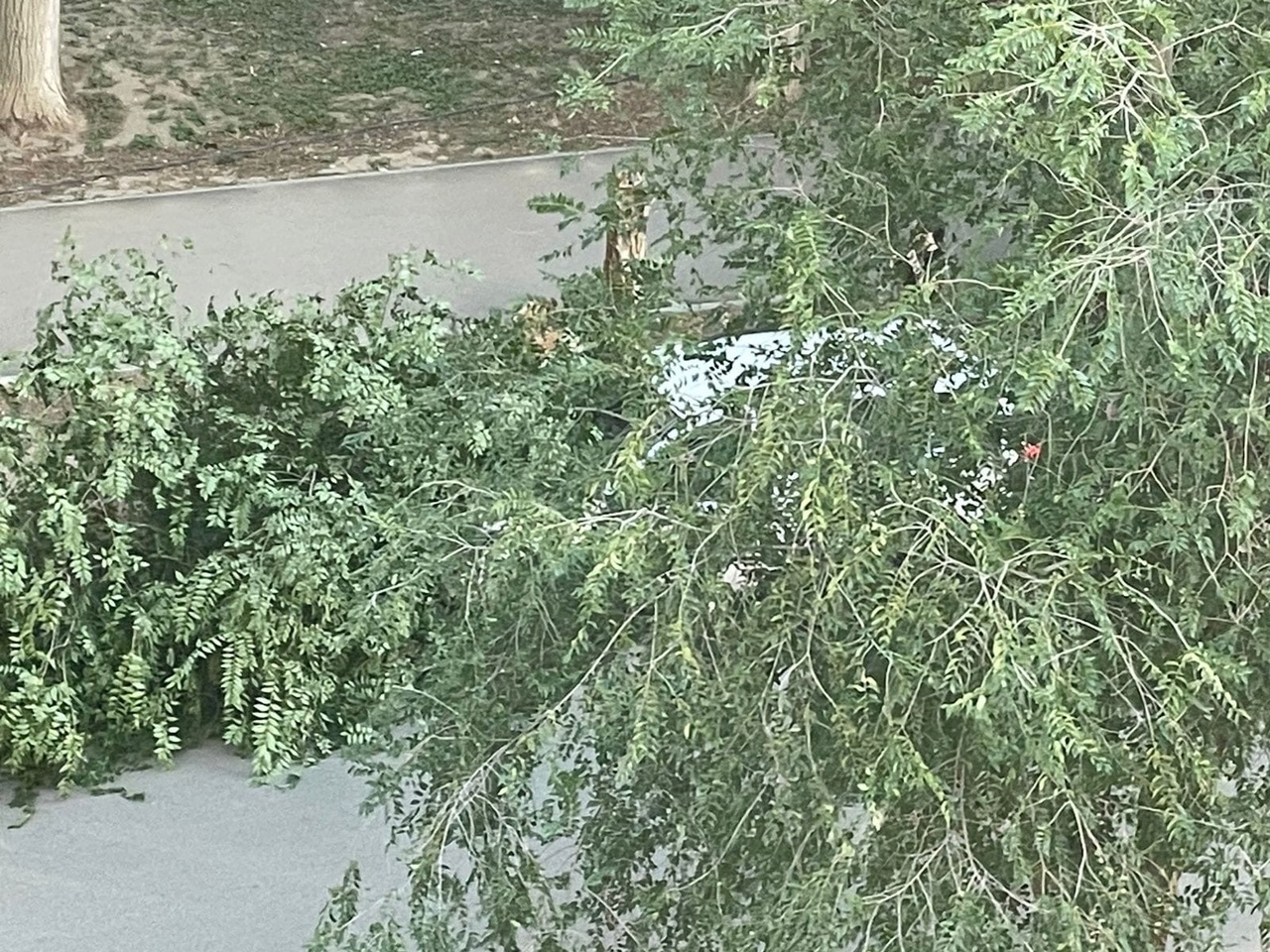 Дерево упало на внедорожник в Волгограде