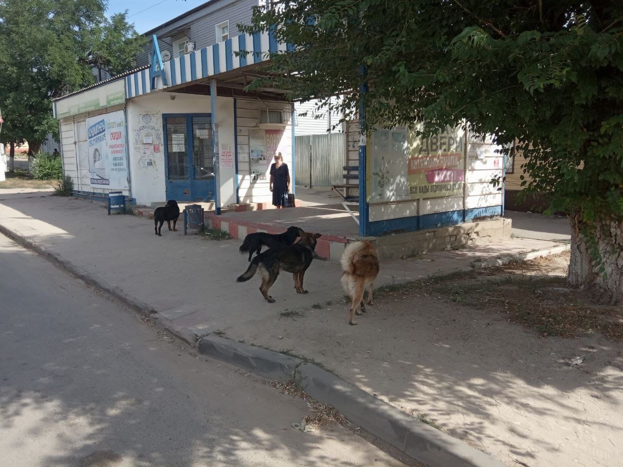 Полчища собак атакуют жителей Дубовки