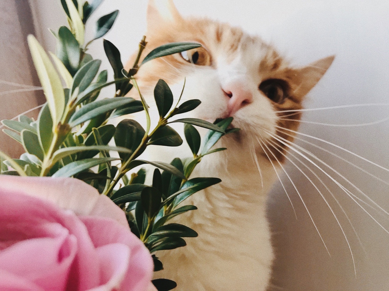 Волгоградце обяжут ставить своих домашних любимцев на учёт