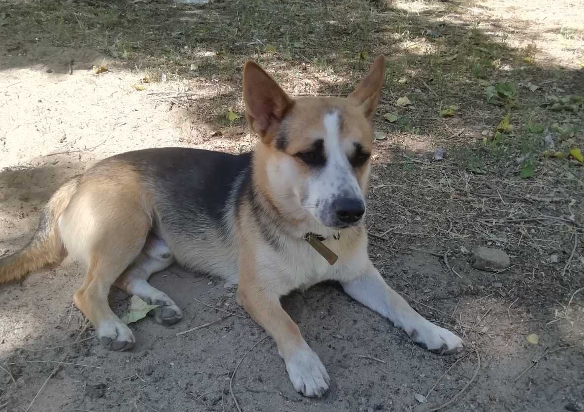 На севере Волгограда привязали собаки к столбу и бросили