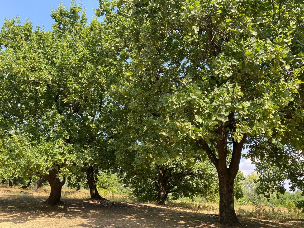 Волжская природоохранная прокуратура выступила против вырубки дубравы ради дороги