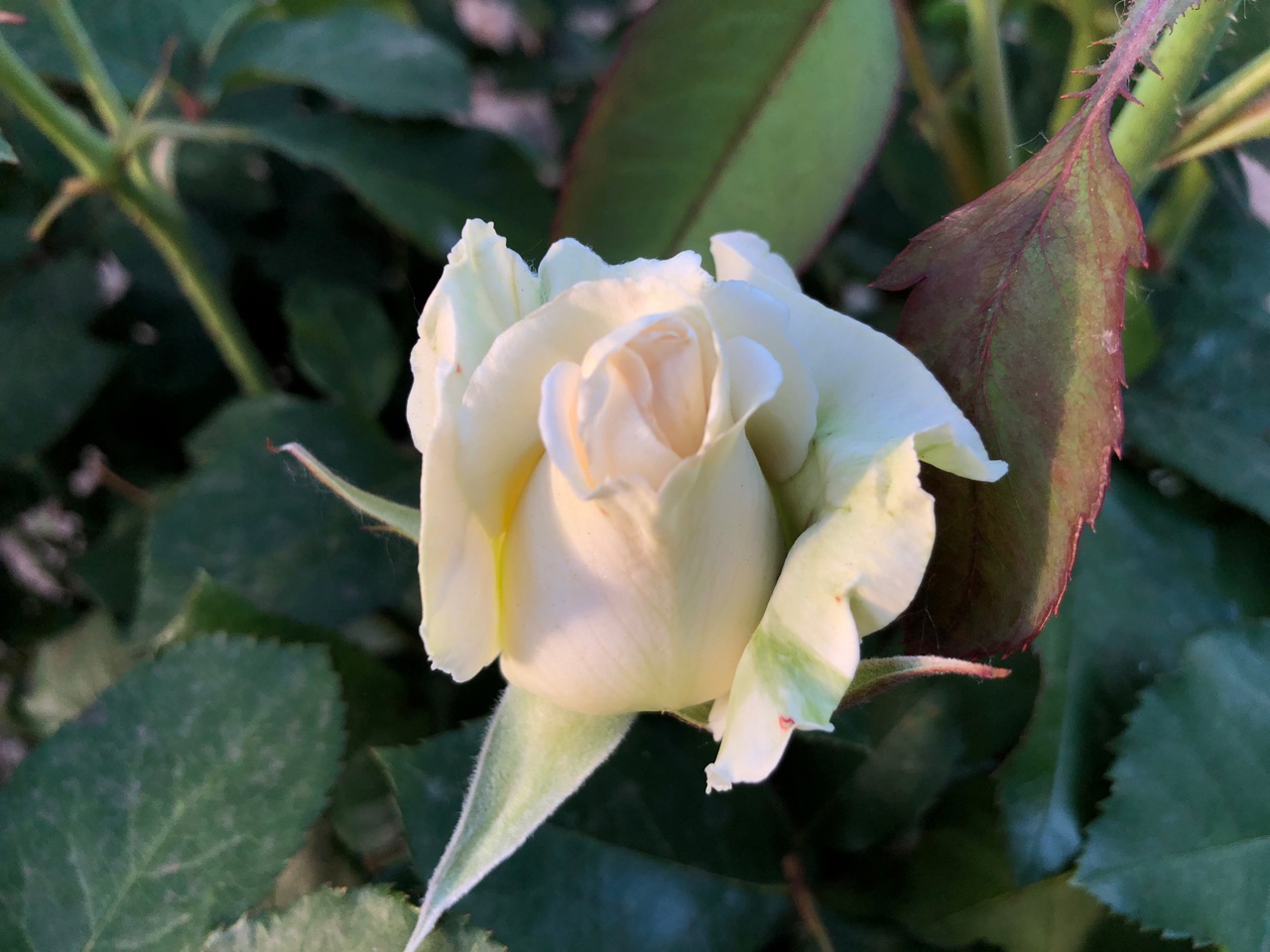 Жара +35 и грозы с дождем настигнут Волгоградскую область