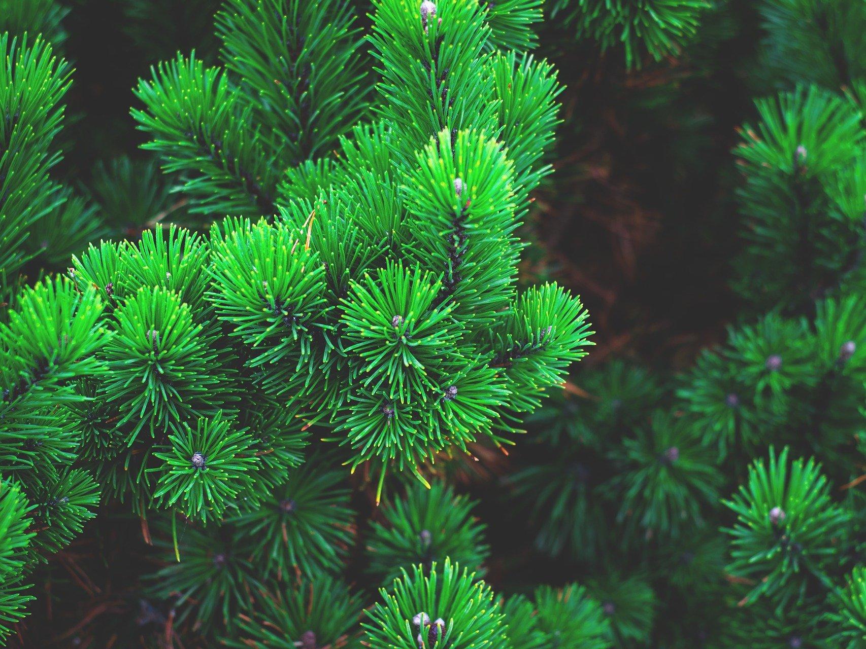 Елочные базары откроются в Волгограде 1 декабря