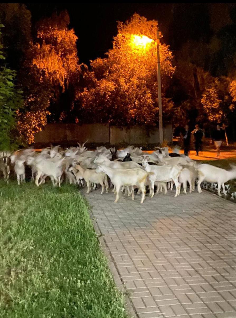 Козлы ушли в побег: целый город ищет бродячее стадо