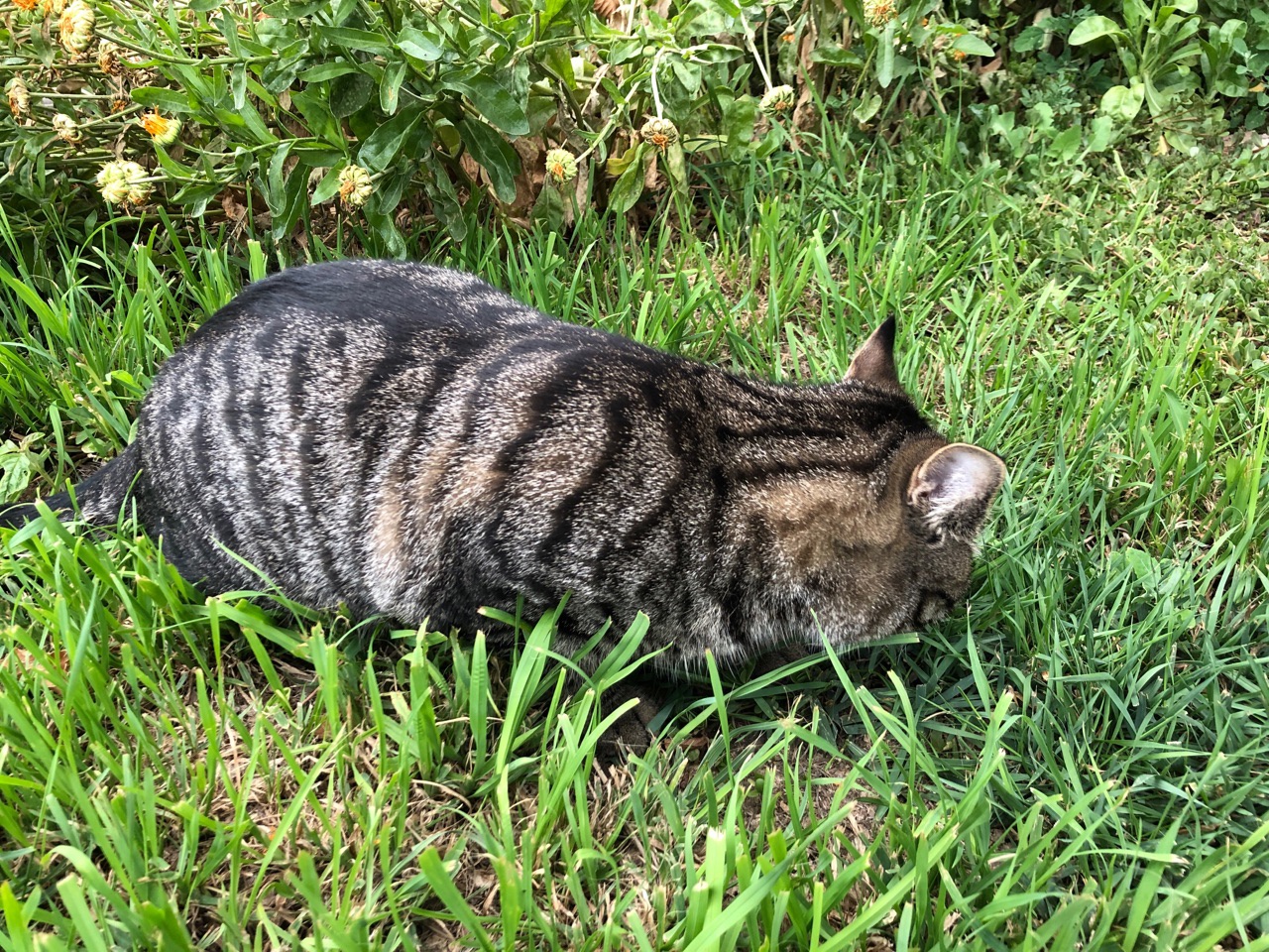 Почти 1000 жителей региона покусали клещи