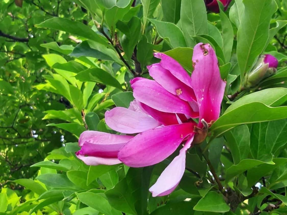 Удивительные цветы распустились в волгоградском ботаническом саду