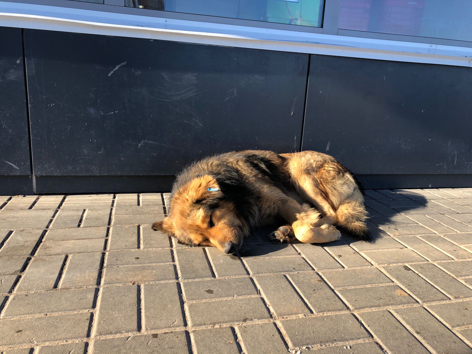 Мэрия Волгограда хочет выловить пять тысяч бродячих собак