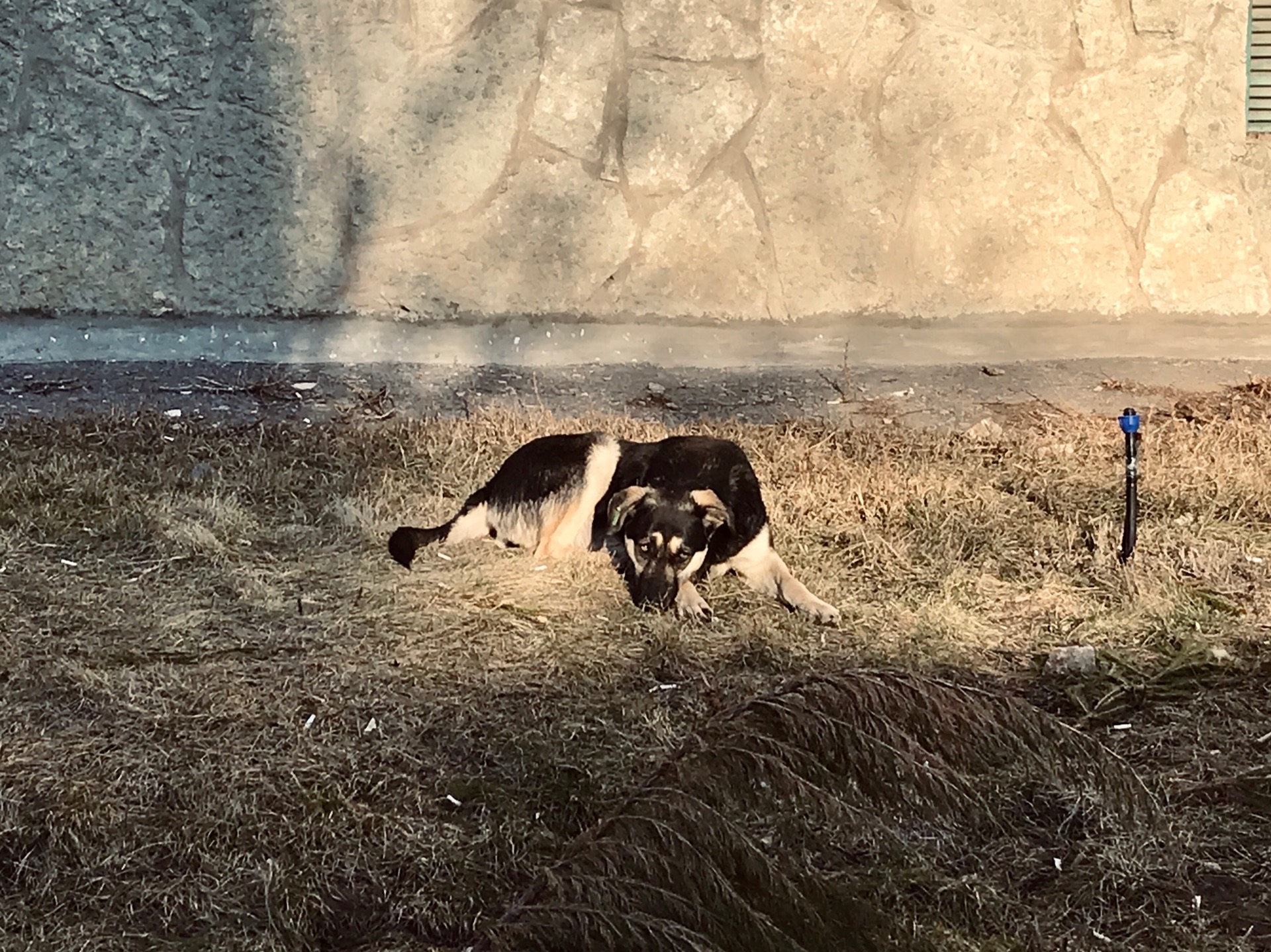 Под суд идет 72-летняя живодерка, жестоко убившая хаски в Урюпинске