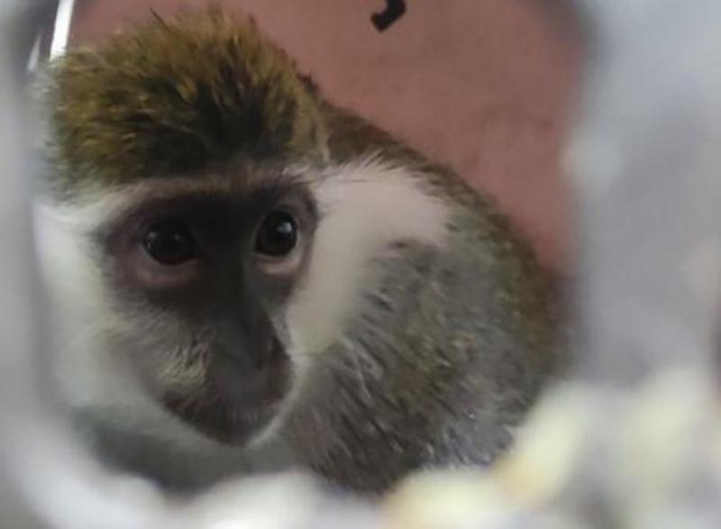 Спасенная от живодера мартышка наслаждается жизнью в волгоградском приюте