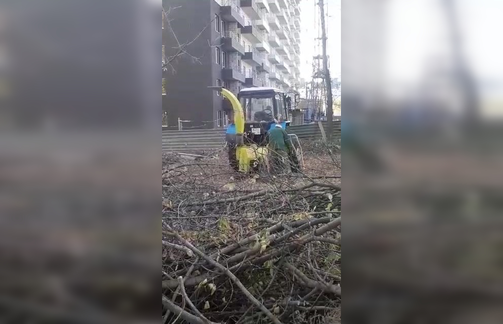 Массовая вырубка деревьев происходит у ЖК «Шоколад» в Волгограде