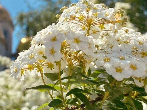 Еще одну сотню деревьев высадили около музея «Россия-моя история»