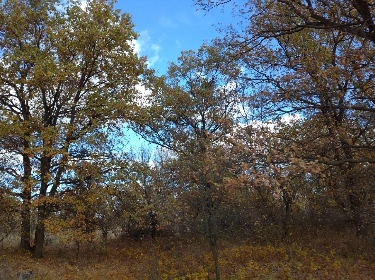 Жителям Волгоградской области из-за жары запретили посещать леса до 9 августа