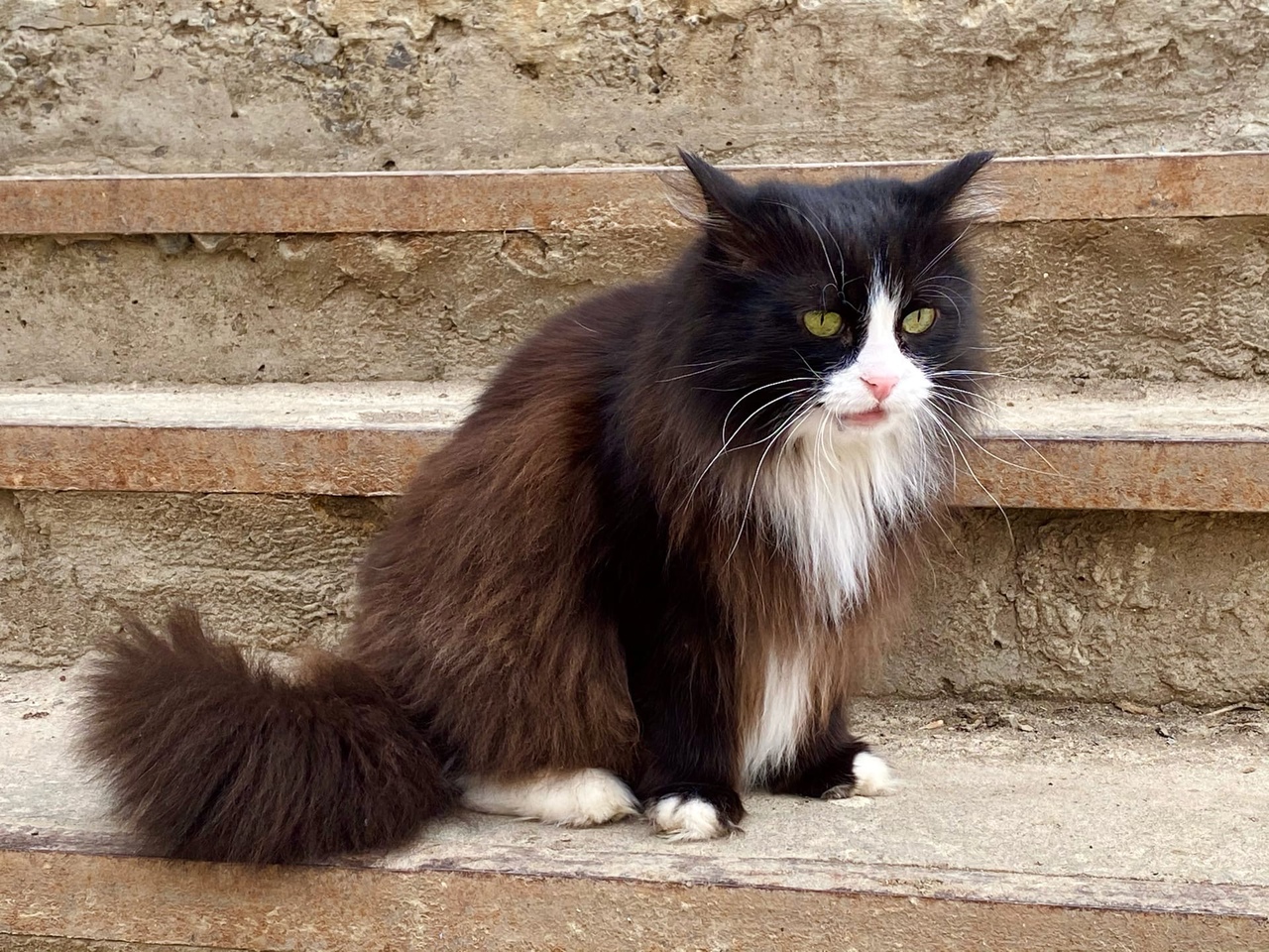 Дальше замучают бомжа или ребенка: волгоградцы требуют наказания для подростков-живодеров