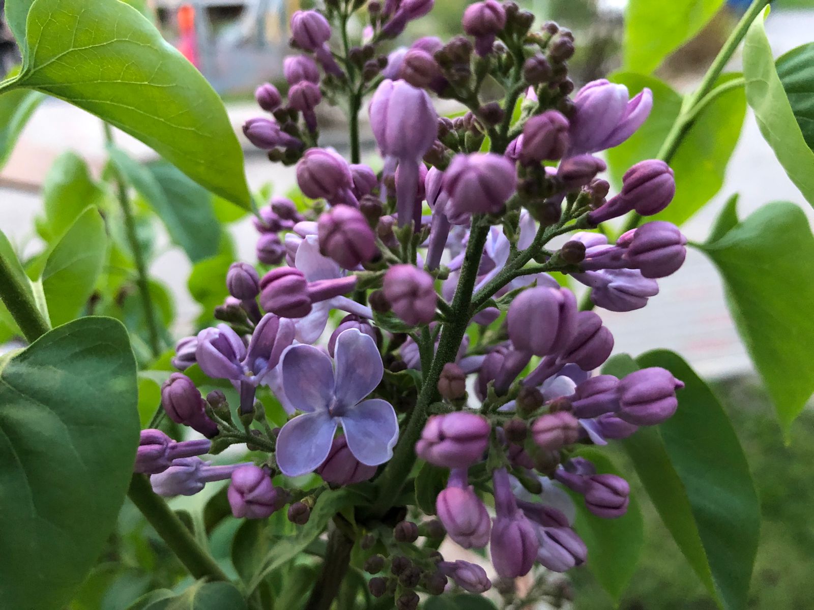 Майские заморозки пришли в Волгоградскую область