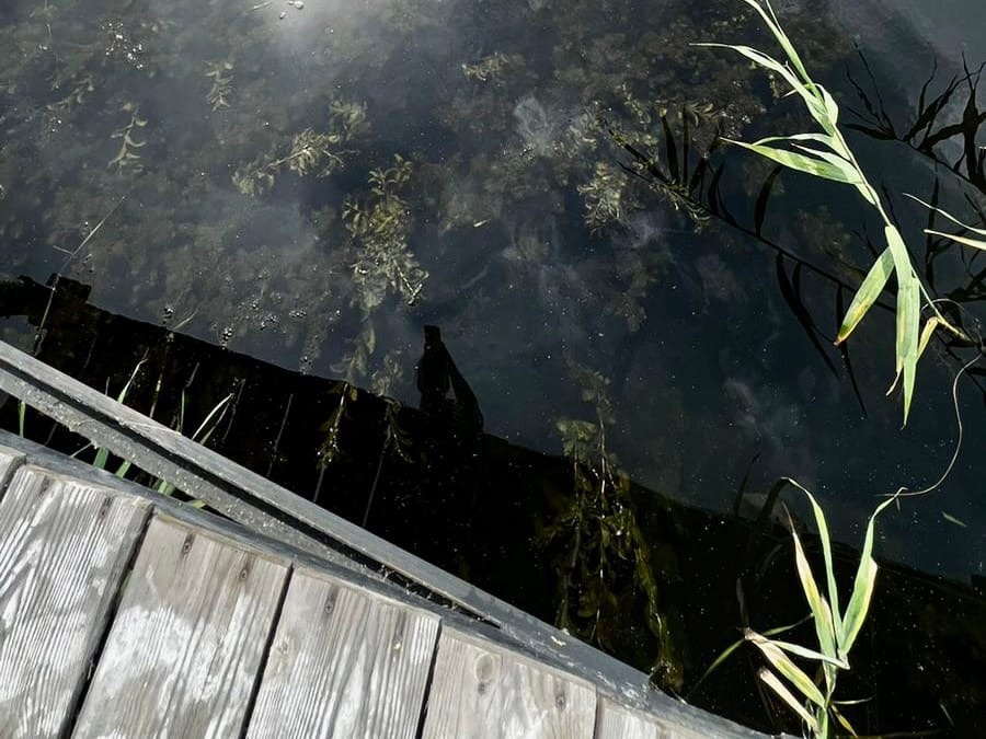 Пшеница по колено в воде: прохладное и влажное лето угрожает полям в Волгоградской области