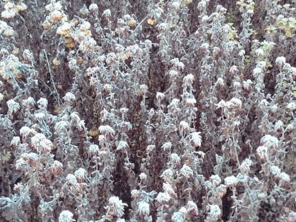 Ночные заморозки до -4 градусов пришли в Волгоградскую область