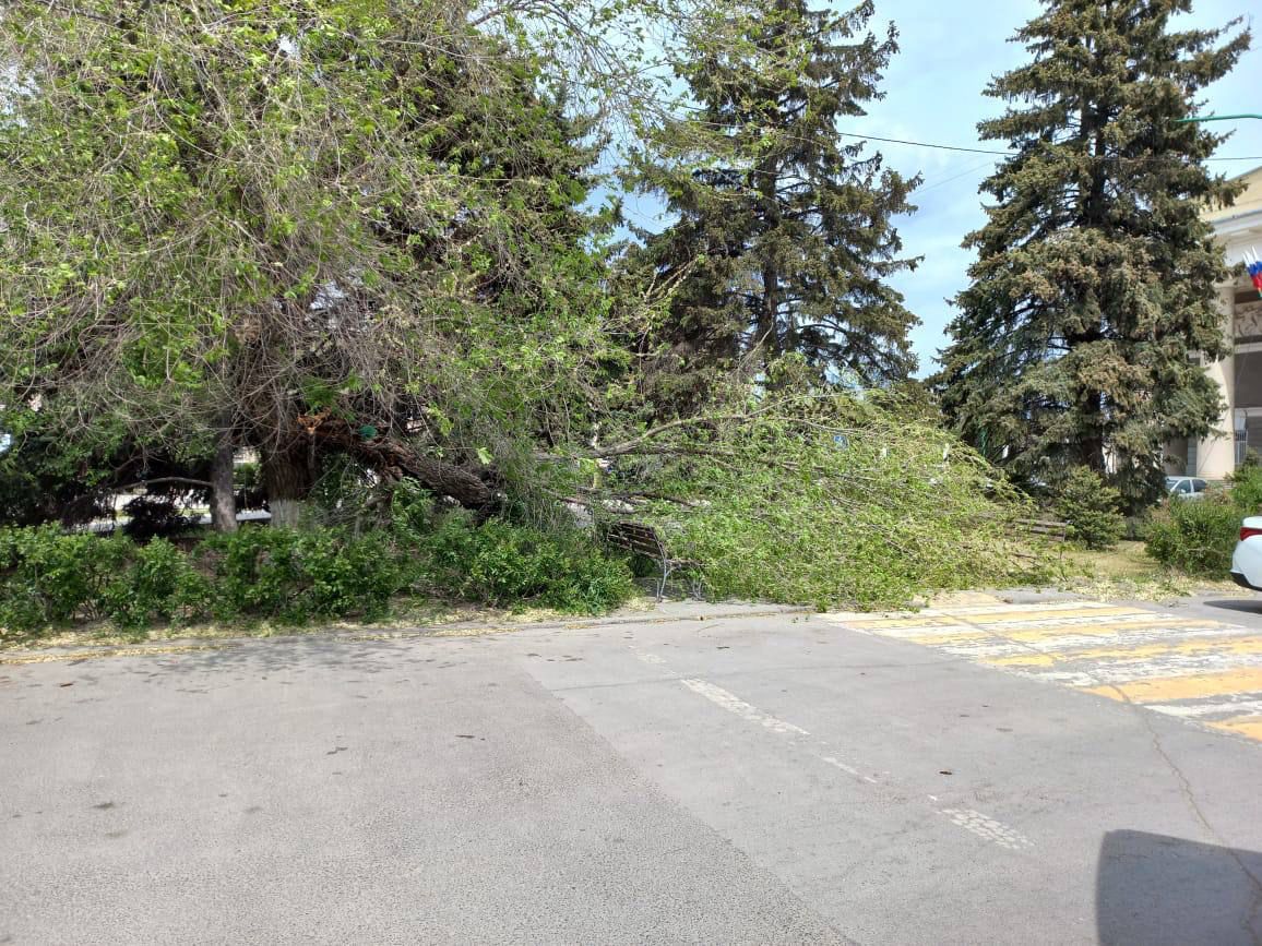 У администрации Волжского падают деревья