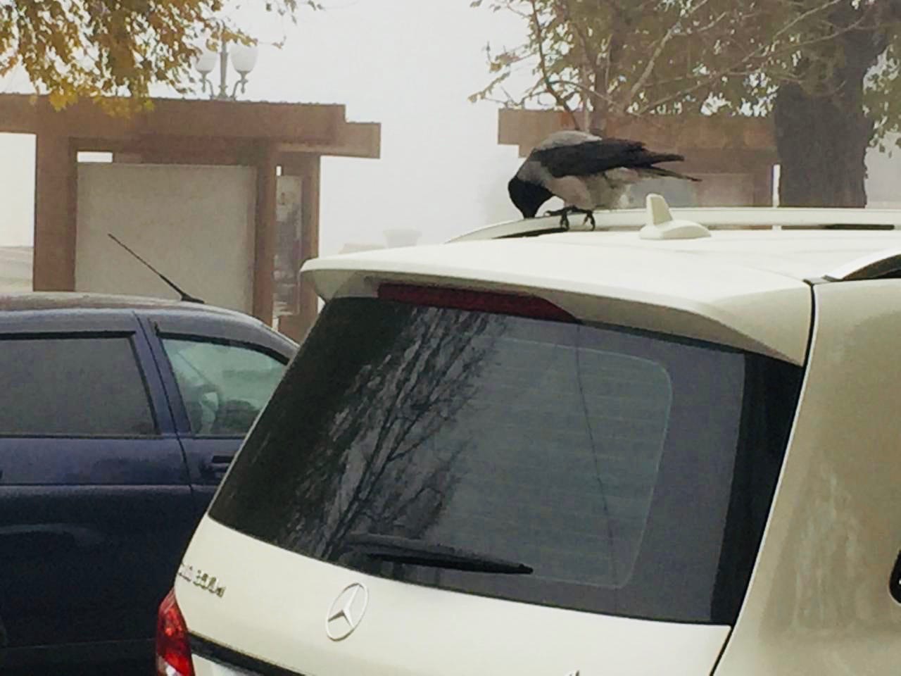 В Волгограде состоялся второй автопробег в память о Романе Гребенюке