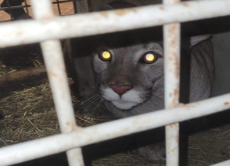 Спасенная от живодера пума переехала в новый дом в Волгограде