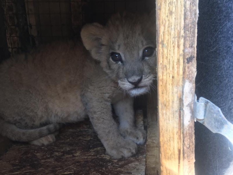 Житель Урюпинска борется за право воспитывать львенка, которого подобрал на улице
