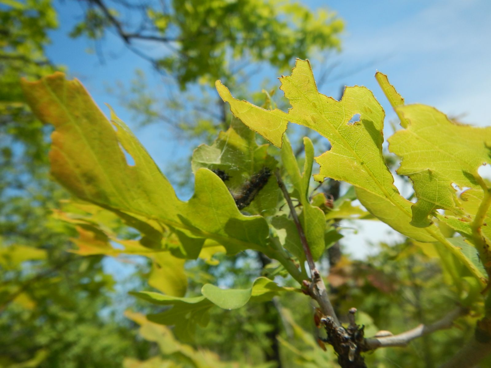 Новые опасные вредители завелись в Волгоградской области