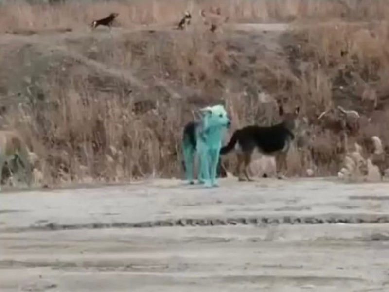 Зеленые собаки бегают по Волгограду