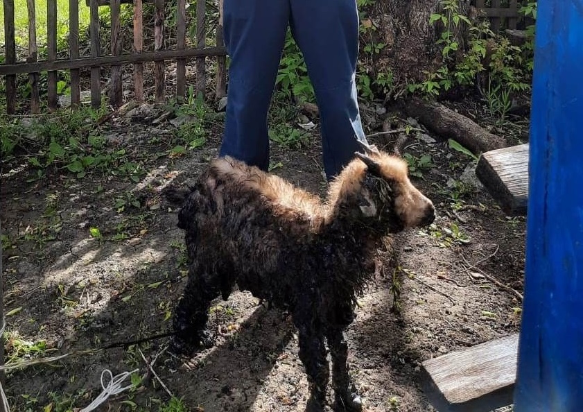 «Сначала думал, что плачет ребенок»: пожарные спасли маленького козленка из битумной лужи в Волгоградской области