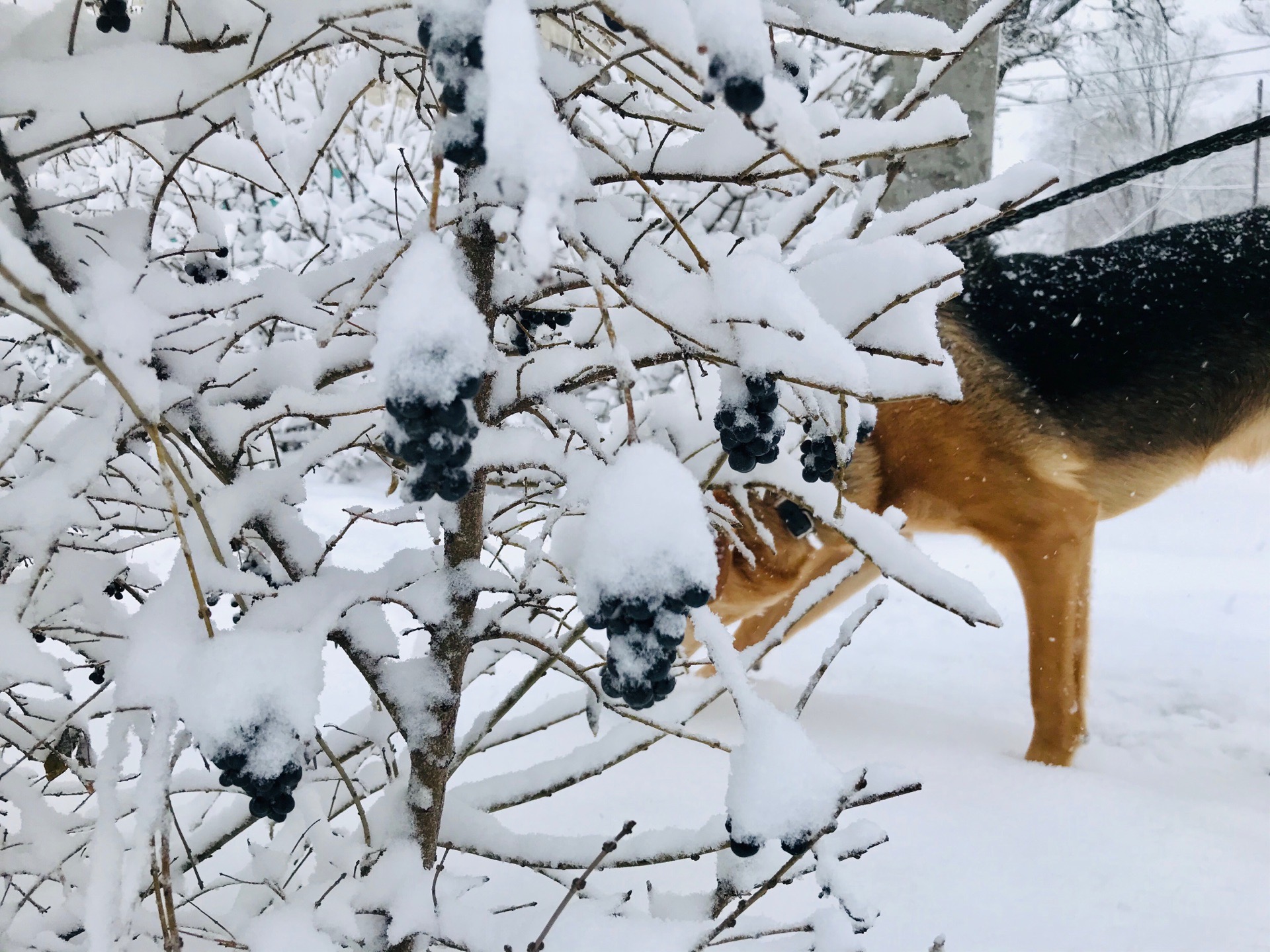 В начале рабочей недели в Волгоградской области ожидаются морозы до -25 °