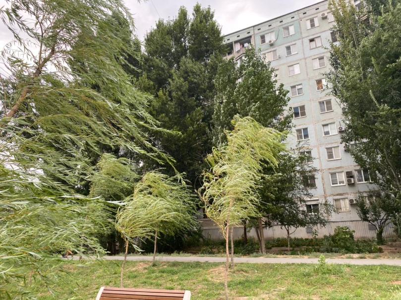 Вырубить огромное количество деревьев решили власти Волгограда 