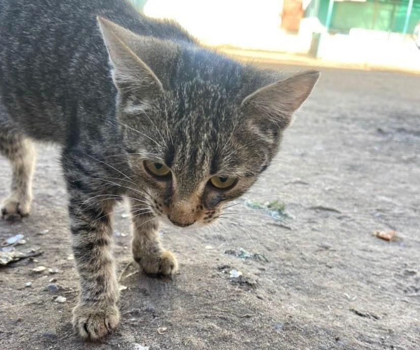 Беспризорному котенку за считанные часы нашли новую семью в Волгоградской области