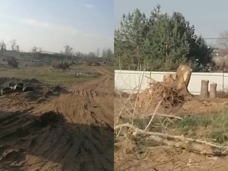 До семи лет колонии грозит варварам, вырубившим деревья в Волжском