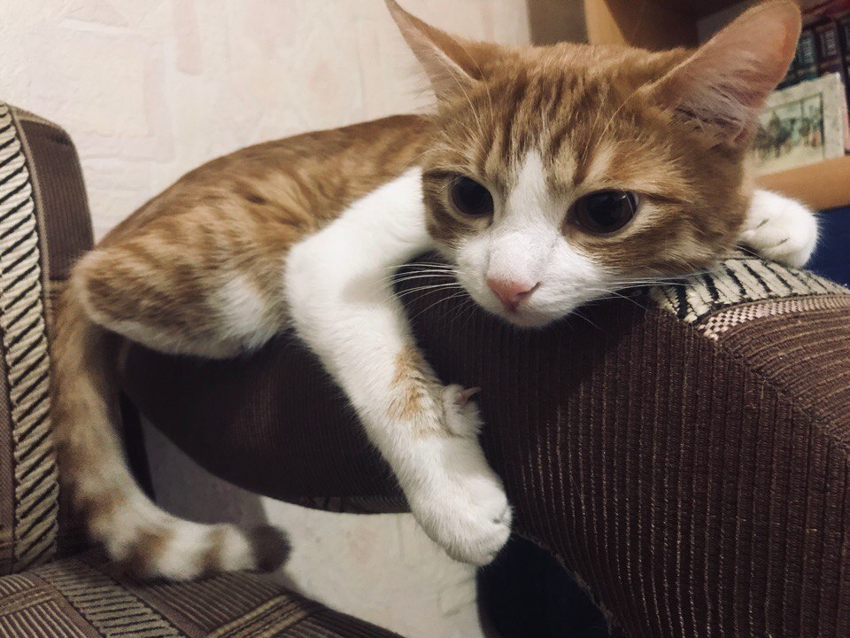 Волгоградцы больше не смогут записывать видео в TikTok