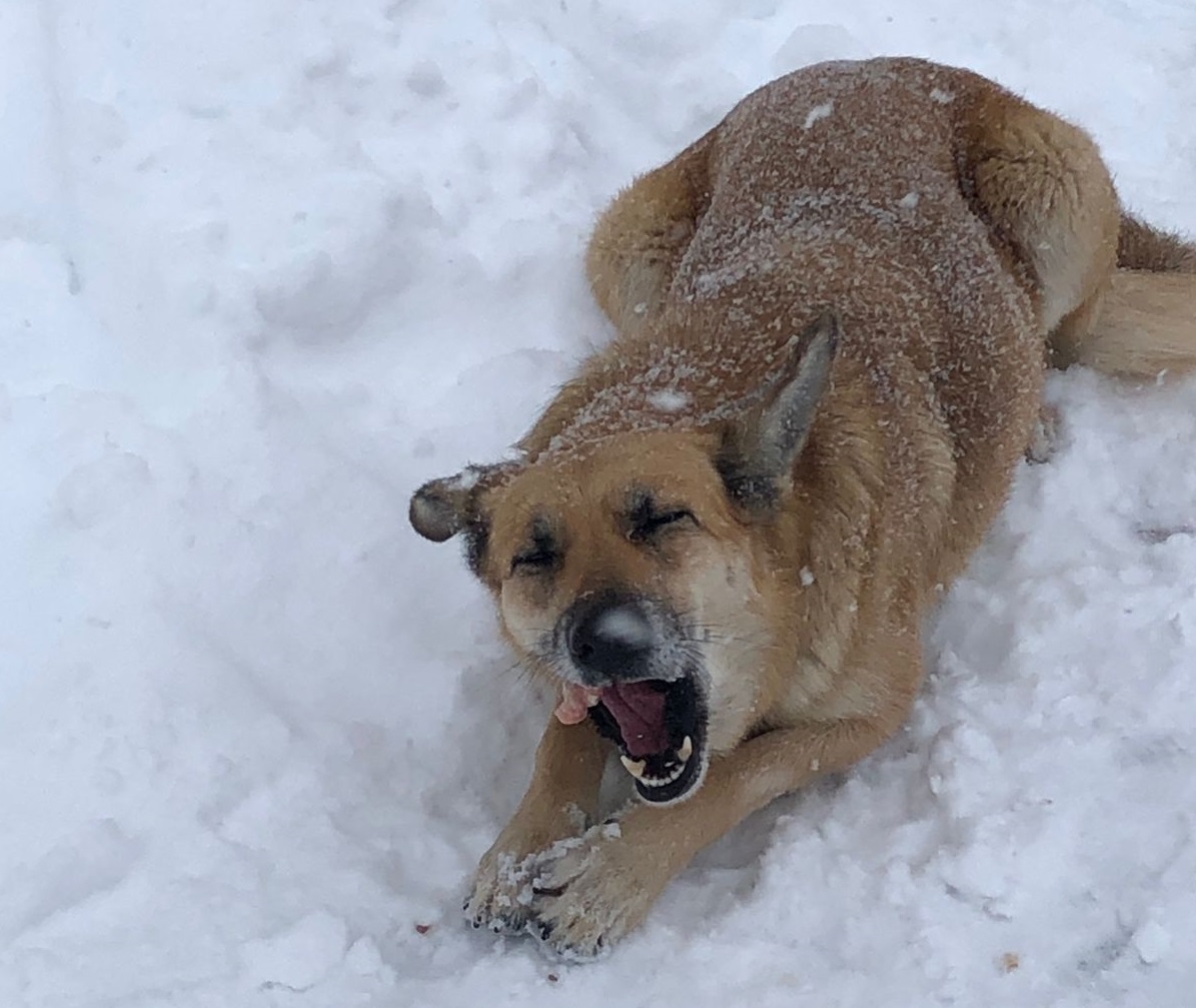 Волгоградских чиновников могут наказать за бродячие стаи агрессивных собак