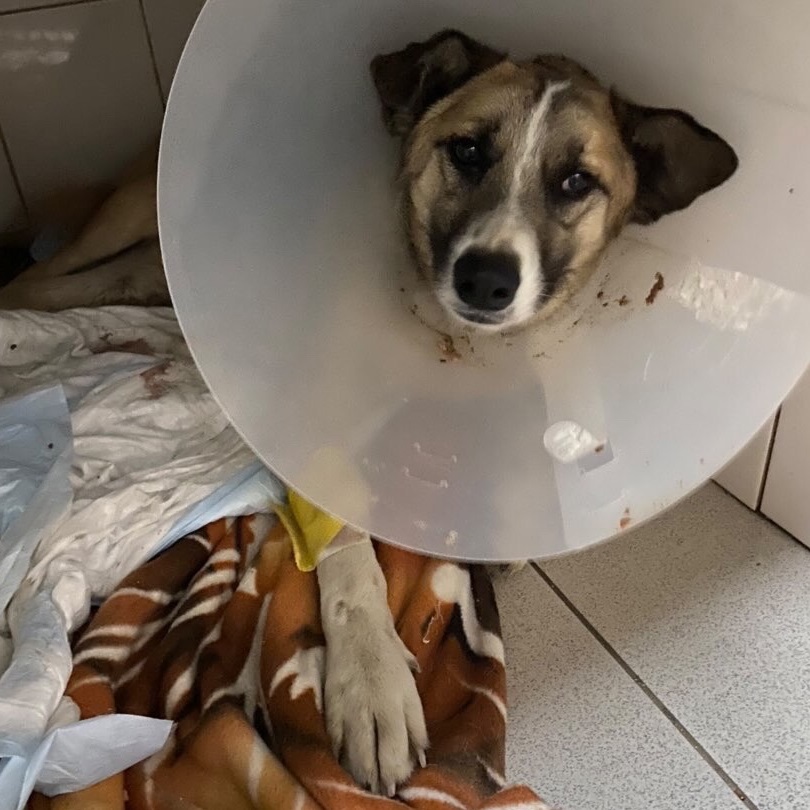 Собаке, которую сбил волгоградец без прав, сделали операцию