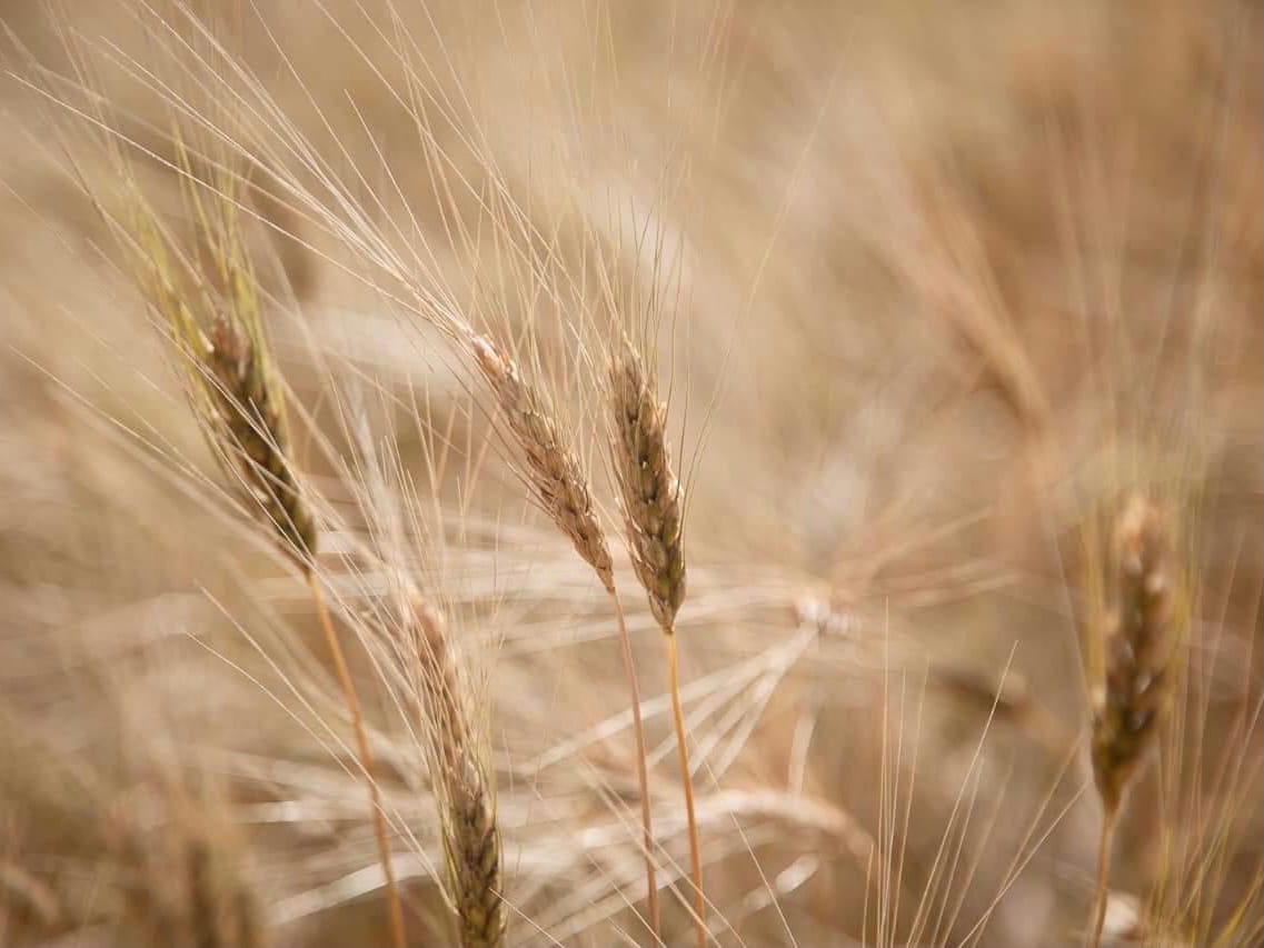 Чиновники отбирают у людей землю под Волгоградом, подсунув суду поддельные документы