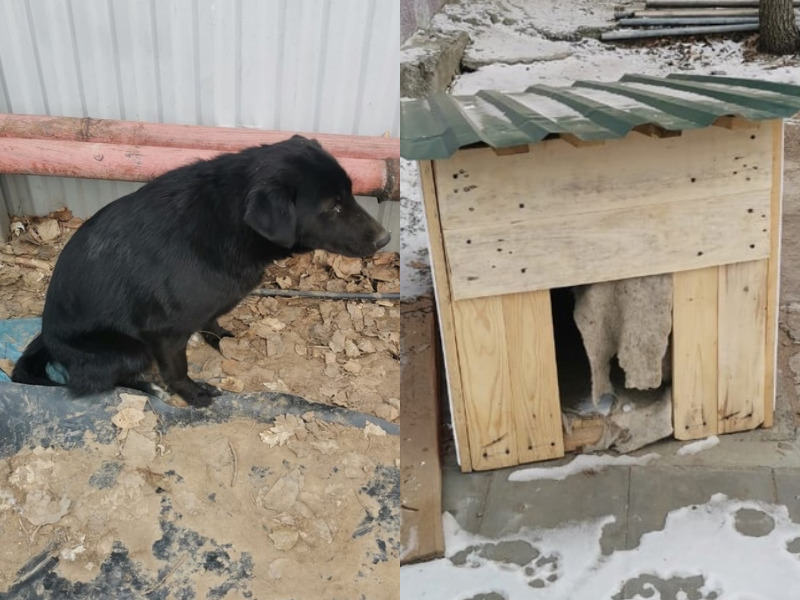 Инвалиды научили дворняжку приносить им пиво и водку в пансионат в Волгограде